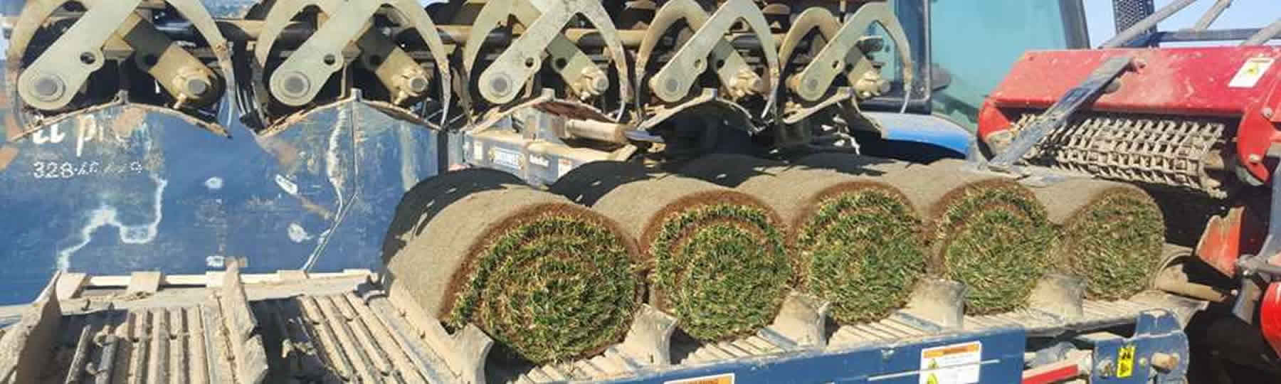 Il-Patro-A-Rotoli-Bigroll.jpg